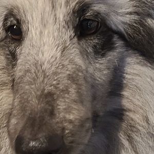 Meet your Posher, Alex